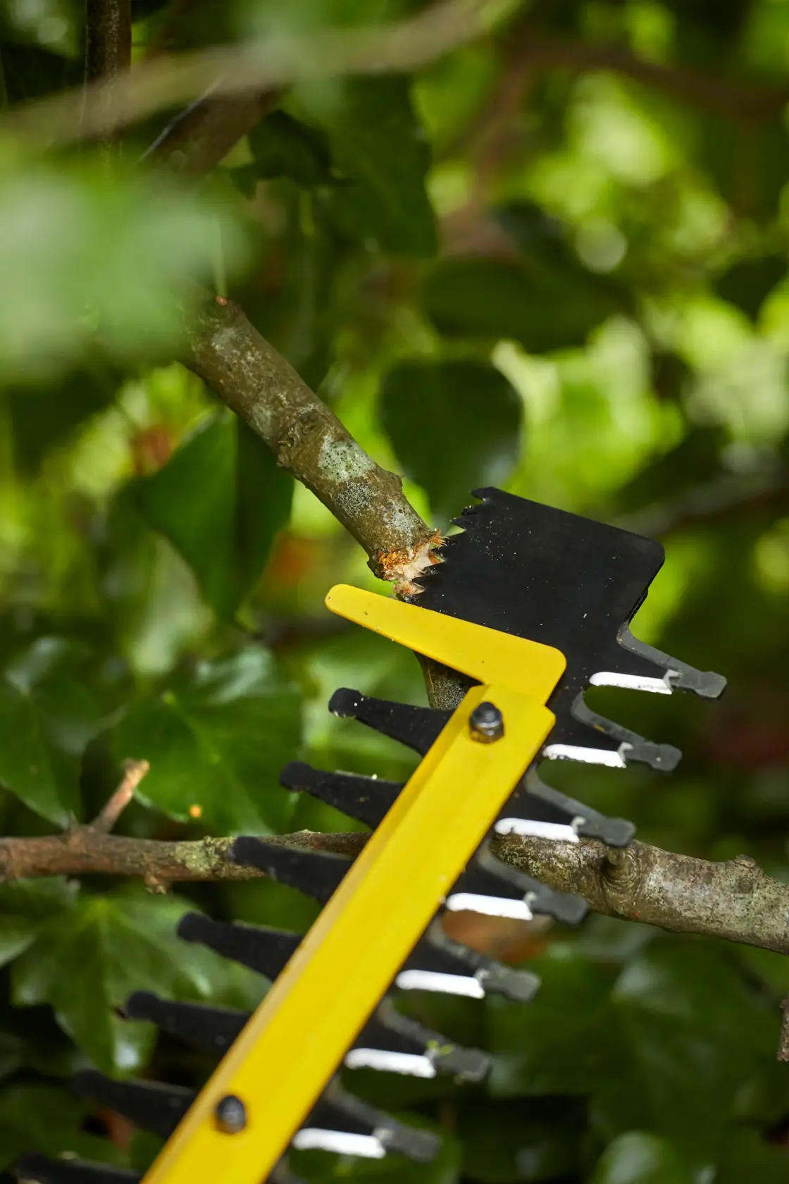 STANLEY SFMCHTB866B hedge trimmer blade cutting a tree branch, close-up, garden background.